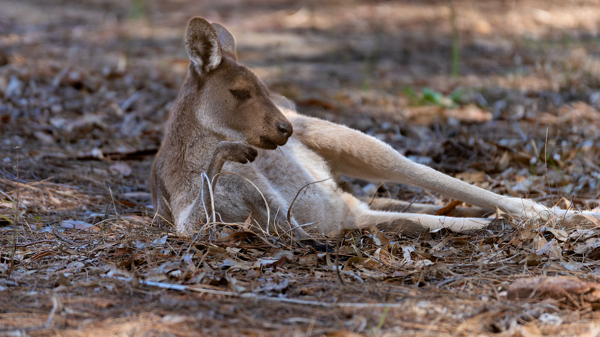 Yanchep National Park